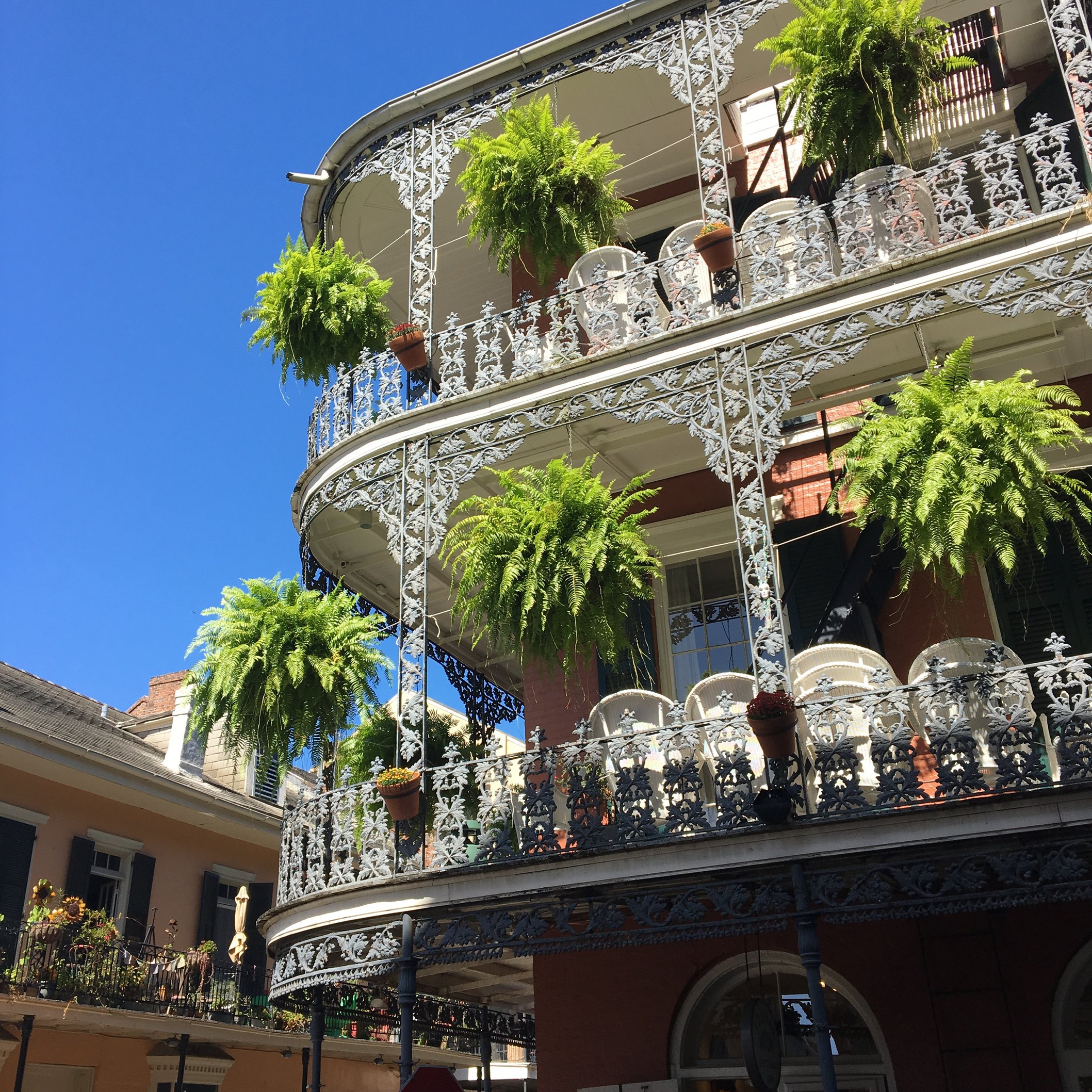 Hanging gardens of New Orleans