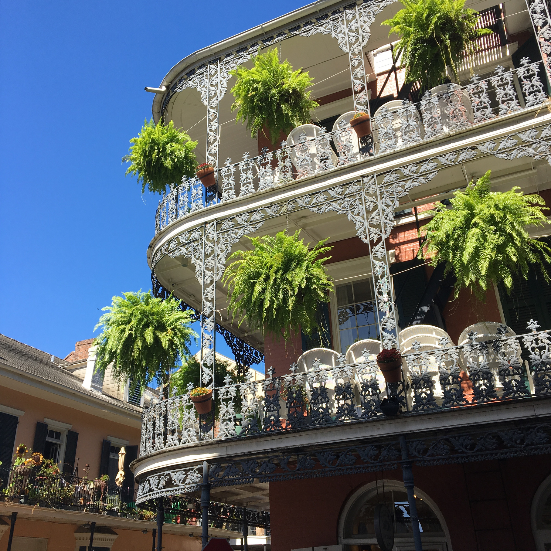 Hanging gardens of New Orleans